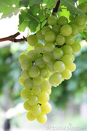 Grapes on a vine Grand Saree, Grape Wallpaper, Grape Painting, Vegetables Photography, Fruits Photos, Fruit Picture, Fruit Photography, Beautiful Fruits, Green Grapes