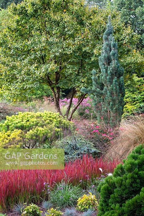 Bressingham Gardens, Interesting Plants, Garden Island, Norfolk Uk, Winter Gardens, Plant Photography, Green Space, Winter Garden, Norfolk