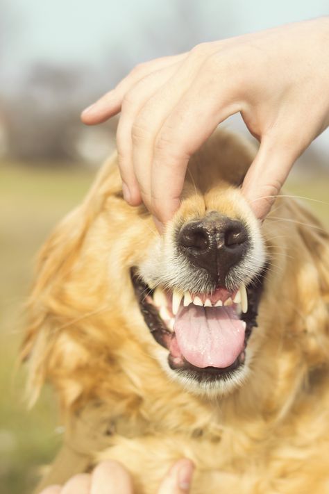 Saluki Dogs, Tooth Infection, Dog Dental Health, Shepherd Dog Breeds, Dog Dental Care, Dog Dental, Australian Shepherd Dogs, Best Dog Breeds, Older Dogs