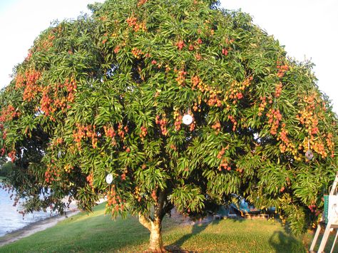 Lychee tree Lychee Tree, Lychee Fruit, Tropical Tree, Beautiful Fruits, Citrus Trees, Green Fruit, Fruit Tree, Plant Lighting, Fruit Plants