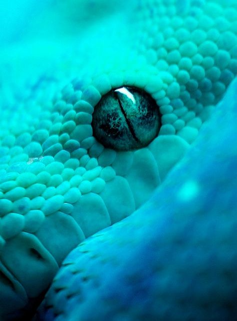 Blue-skinned snake Snake Images, Image Bleu, Cool Snakes, Colorful Snakes, Pretty Snakes, Snake Wallpaper, Cute Snake, Cute Reptiles, Snake Art