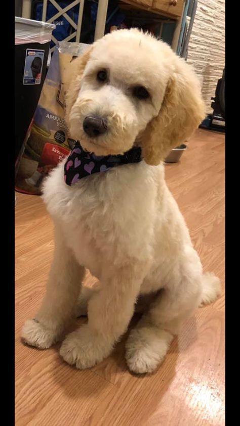 Dog Haircuts Cockapoo, Toy Aussiedoodle Haircut, Mini Golden Doodle Haircut Styles, Mini Goldendoodle Haircut Styles, Short Doodle Haircut, Mini Goldendoodle Haircut, Short Goldendoodle Haircut, Goldendoodle Summer Haircut, Goldendoodle Haircut Styles