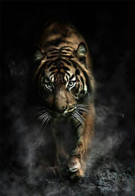 Power Tato Naga, Gato Grande, Black Tigers, Majestic Animals, 문신 디자인, A Tiger, Large Cats, Animal Photo, Exotic Pets