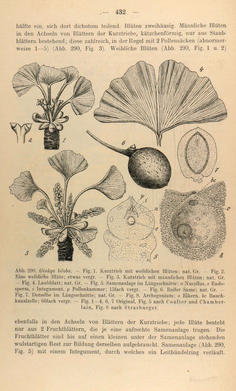 Tree Scientific Illustration, Ginkgo Biloba Illustration, Scientific Illustration Botanical, Botanical Anatomy, Ginkgo Art, Botanical Sketches, Botany Illustration, Ginko Biloba, Scientific Drawing