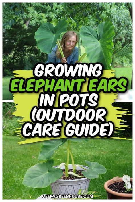 Elephant ears are one of our favorite plants to grow in pots in the garden. They are quick growing and put on a leafy show in the warmer months. Learn all about growing elephant ears in pots or containers in your garden. Many of these elephant ear care tips also apply to growing them in the ground as well. Elephant Ears Plants Indoor, Elephant Ear Care, Elephant Ears In Pots, Growing Elephant Ears, Elephant Ear Plant Indoor, Plants To Grow In Pots, Elephant Ears Garden, Elephant Ear Flower, Plants For Planters