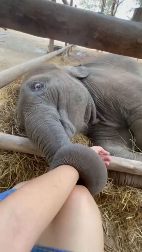 Baby Elephant Video, Amazing Animal Pictures, Baby Elefant, Elephant Love, Super Cute Animals, Cute Wild Animals, Cute Elephant, Cute Animal Videos