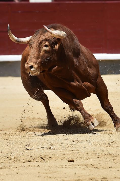 Abundance Bull Reference, Rooster Photography, Bull Aesthetic, Animals Symbolism, Male Cow, Running With The Bulls, Pastel Animals, Bull Photography, Taurus Bull Tattoos