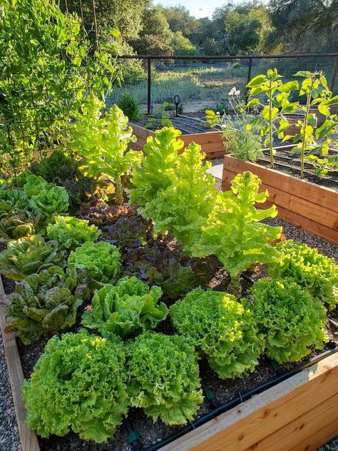 Growing Lettuce Raised Beds, Lettuce Covers Garden, Lettuce Box Garden, Lettuce Raised Bed, Lettuce Growing Ideas, Lettuce Garden Beds, Lettuce Table Diy, Lettuce Beds Gardens, Homestead And Chill