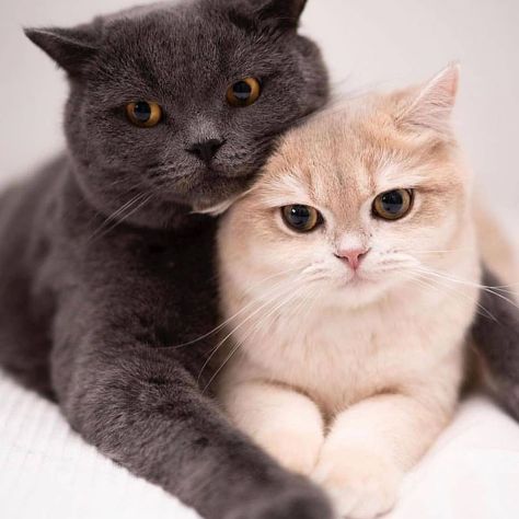 Couple Cats Wallpaper, Cat Couple, Two Cats, Cute Kitty, Kitty Cat, Kitty, On Instagram, Instagram