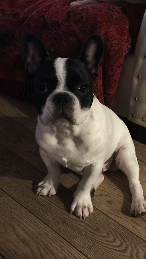 My French Bulldog Puppy. Black And White French Bulldog Puppy, Black And White French Bulldog, White French Bulldog Puppies, White French Bulldogs, Boston Terrier Lover, Bulldog Francese, French Bulldog Puppy, French Bulldog Puppies, French Bulldogs