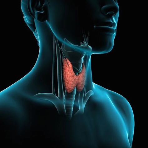 Graves Disease, Best Probiotic, Work Relationships, Thyroid Issues, Thyroid Function, Thyroid Gland, Grain Of Sand, Thyroid Hormone, Thyroid Health