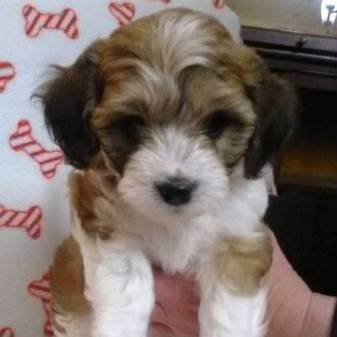 Cavachon Puppies For Sale • Adopt Your Puppy Today • Infinity Pups Small Puppy Breeds, Small Dogs For Sale, Cavachon Dog, Cavapoo Puppies For Sale, Cavachon Puppies, Cute Puppies And Kittens, Free Puppies, Cavapoo Puppies, Dogs Breeds