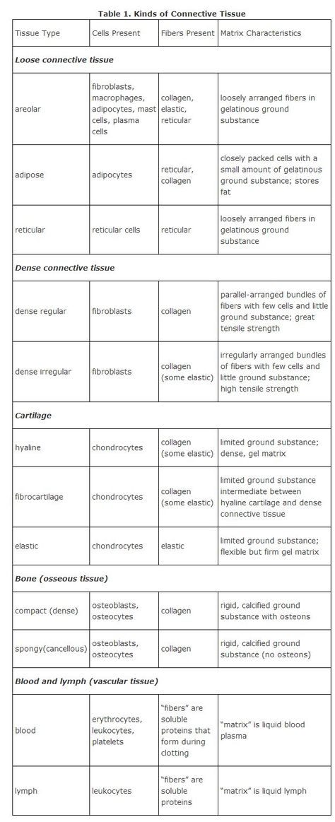 Connective Tissue How To Study Anatomy, Key Printable, Tissue Biology, Medical Terminology Study, Gross Anatomy, Coloring Worksheet, Basic Anatomy And Physiology, Nurse Study Notes, Tissue Types