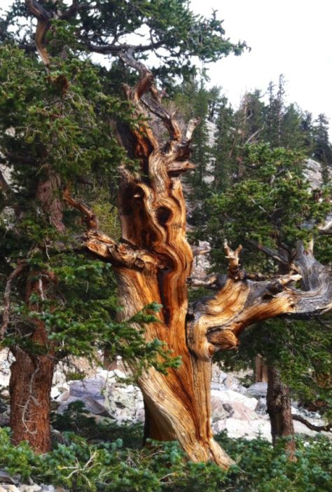 The oldest trees in the world. Bristle Cone Pine at Great Basin National Park Land Formations, Bristlecone Pine, Great Basin National Park, Great Basin, Old Trees, Watercolor Prints, Ancient Tree, Unique Trees, Tree Forest