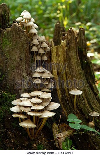 white autumn mushrooms on the tree stump - Stock Image Mushrooms On Tree Stump, Mushroom On Tree Drawing, Mushrooms Growing On Trees, Mushroom Astethic, Tree Astethic, Tree Stump Painting, Tree With Mushrooms, Mushroom Tree, Forest Mushrooms