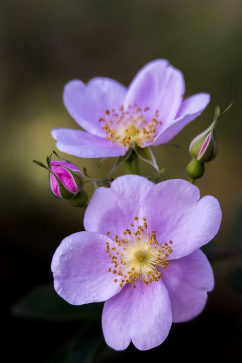 Wild Roses, Exotic Flowers, Flowers Nature, Flower Photos, Flower Pictures, Ikebana, Small Flowers, Amazing Flowers, Flowers Photography