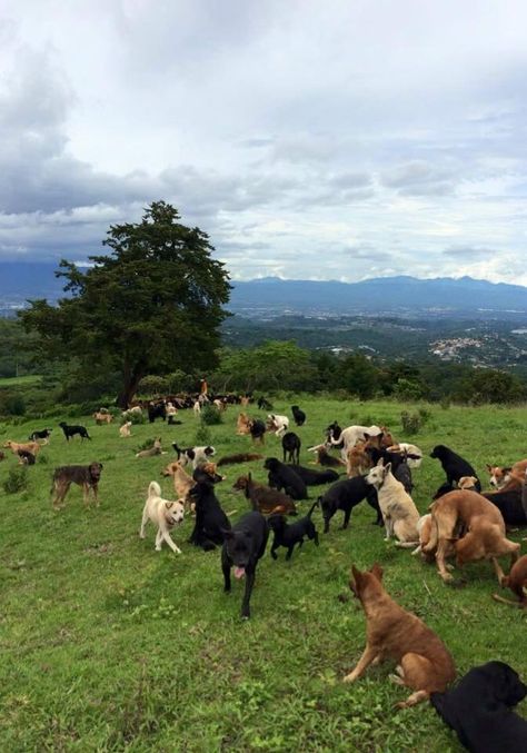 Hundreds Of Unwanted Dogs Were Taken In By One Lady Animal Rescue Sanctuary, Animal Sanctuary Aesthetic, Dog Shelter Aesthetic, Animal Rescue Aesthetic, Animal Shelter Aesthetic, Daniel Aesthetic, Rescue Farm, Animal Rescue Ideas, Dog Sanctuary