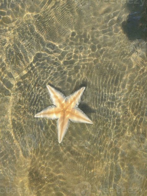 Beach Phone Aesthetic, Soft Beach Aesthetic, Beach Core, Faceless Pics, Cox's Bazar, Moving To Florida, Sea Photo, Star Fish, Ocean Vibes