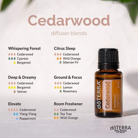 Woody Essential Oil Blends, Lavender Cedarwood Essential Oil Blend, Cedarwood Oil Benefits, Cedar Wood Essential Oil Uses, Cedar Essential Oil Blends, Ceaderwood Essential Oil Benefits, Cedar Wood Essential Oil Blends, Sandlewood Essential Oil Blends, Earthy Essential Oil Blends