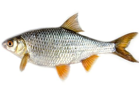 Roach fish isolated on a white backgroun... | Premium Photo #Freepik #photo #sea-bass #raw-fish #fresh-fish #bass-fish Fish Profile Picture, Fish Side View, Fish White Background, Fish Sides, Chicken Pickle, Photo Sea, Raw Fish, Norfolk Broads, Animal Reference