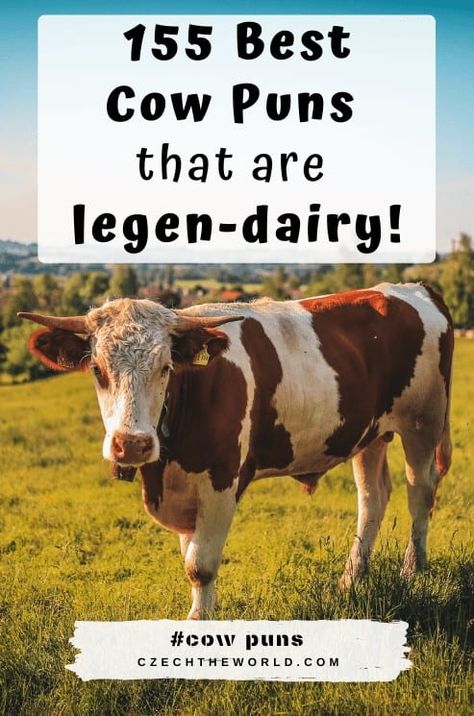 155 Best Cow Puns and Cow Jokes that are legen-dairy! Funny Cow Names, Cows Quotes, Cow Jokes, Work Puns, Deja Moo, Farm Jokes, Cow Facts, Cow Tales, Cow Puns