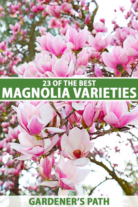 There are hundreds of magnolia species and even more hybrids and cultivars out there, so choosing the perfect one for your needs can be difficult. Learn about 23 of the best magnolia varieties, from petite shrubs to massive trees, and everything in between, now on Gardener's Path. #magnolias #landscape #gardenerspath Magnolia Tree Front Yard, Magnolia Tree Landscaping, Japanese Magnolia Tree, Magnolia Plant, Jane Magnolia Tree, Magnolia Shrub, Saucer Magnolia Tree, Magnolia Bush, Cottage Landscaping