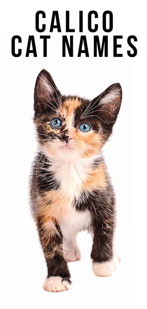 Calico Cat Names - 250 Great Ideas For Naming Your Calico Kitten Tortoiseshell Cat Names, Halloween Names For Cats, Kitten Names Unique, Kitten Names Girl, Calico Cat Names, Girl Cat Names, Unique Cat Names, Gato Calico, Cute Cat Names