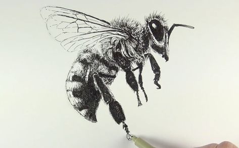 Drawing the legs of the bee Drawing Of A Bee, Tatoo Dog, Bee Drawing, Bee Illustration, Bee Tattoo, Tattoo Sketch, Desenho Tattoo, Insect Art, Bee Art