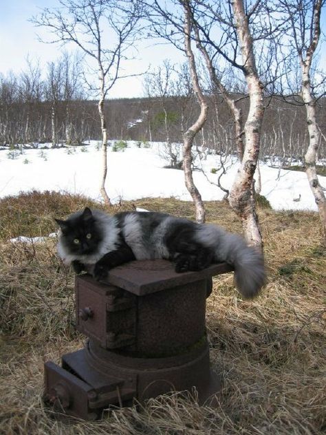 Smoke point Norwegian forest cat. Norwegian Cat, Siberian Forest Cat, Siberian Forest, Snow Cat, Domestic Cat Breeds, Cat Beautiful, Dream's Cat, Norwegian Forest, Siberian Cat