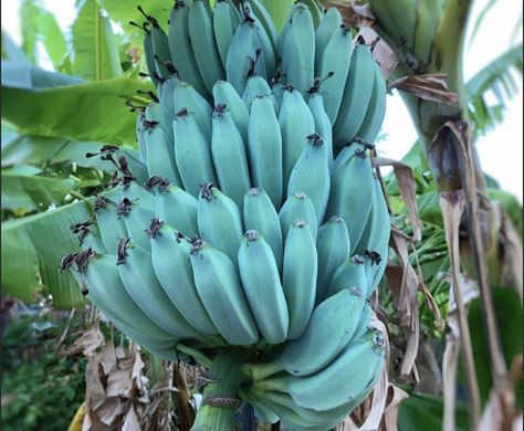 Blue Java: the astonishing blue banana that tastes like vanilla Blue Java Banana Tree, Java Bananas, Blue Java Banana, Fae Garden, How To Grow Bananas, Blue Fruits, Small Tomatoes, Blue Banana, Banana Ice Cream