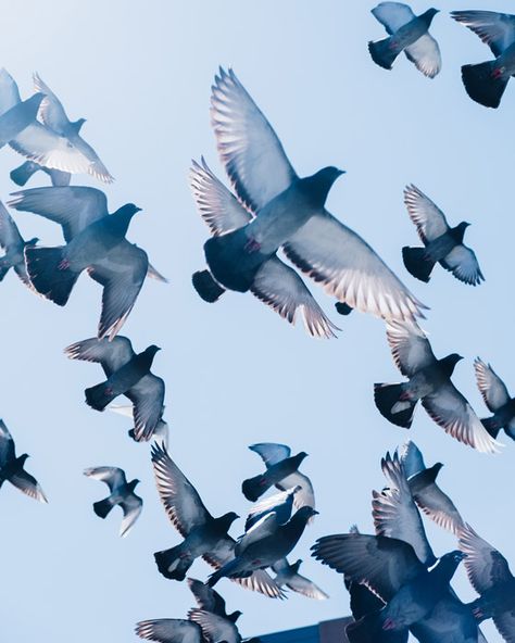 Flying Photography, Wind Pictures, Birds In The Sky, 얼굴 그리기, Flock Of Birds, Focus Photography, Bird Pictures, Bird Photo, Birds Flying