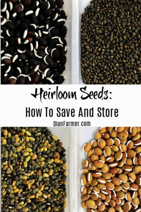 Homesteading Checklist, How To Store Seeds, Gardening Seeds, Seed Storage, Seed Kit, Vegetable Garden For Beginners, Thrifty Thursday, Homestead Gardens, Survival Gardening