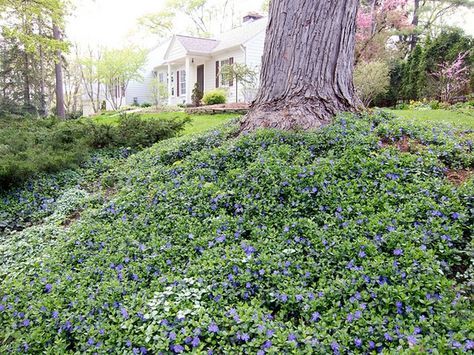 Vinca minor, periwinkle, under large shade tree - -Beautifulcataya North Carolina Landscaping, Periwinkle Ground Cover, Ground Cover Plants Shade, Ground Cover Shade, Vinca Minor, Plants Under Trees, Broadleaf Evergreen, Ground Covering, Invasive Plants