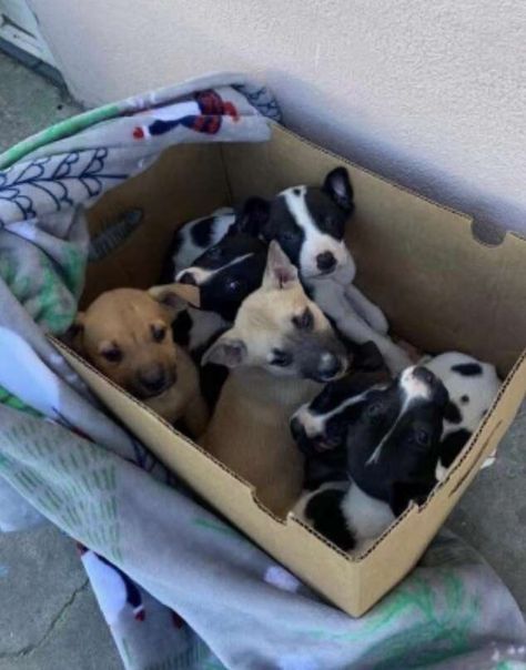 Puppy Box, Foster Puppies, Tiny Puppy, Foster Animals, Feeling Abandoned, Puppy Find, Stars Align, Tiny Puppies, Dog Brushing