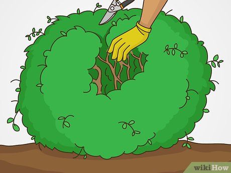 How to Trim Overgrown Boxwoods: 7 Steps (with Pictures) - wikiHow Trimming Boxwood Shrubs, Box Wood Shrub Landscaping, Boxwood Care, Trim Bushes, Star Landscape, Hedge Trimming, How To Trim Bushes, Boxwood Bush, Pruning Shrubs