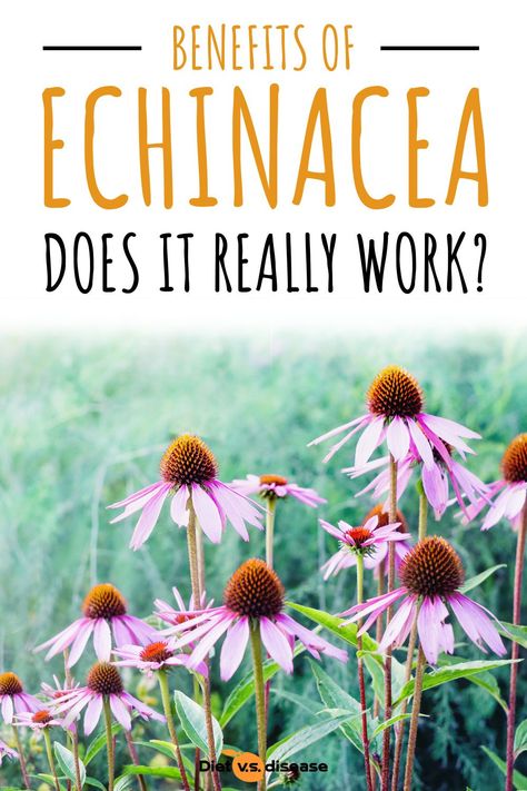 Echinacea is a popular herbal supplement. It’s used as a natural remedy for preventing and treating the common cold… but does it work? This article reviews the known benefits of echinacea. #health #echinacea Goldenseal And Echinacea Benefits, Sick Drink, Goldenseal Benefits, Benefits Of Echinacea, Vermont Garden, Echinacea Benefits, Echinacea Tea, Lung Health, Medicinal Herb