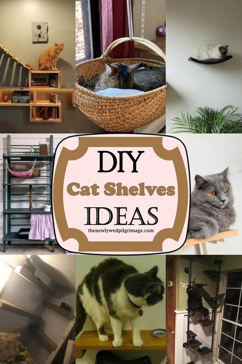 20 DIY Cat Shelves Ideas Diy Cat Shelves, Floating Cat Shelves, Katt Diy, Cat Climbing Wall, Kat Diy, Chat Diy, Cat Wall Shelves, Diy Cat Tree, Cat Wall Furniture