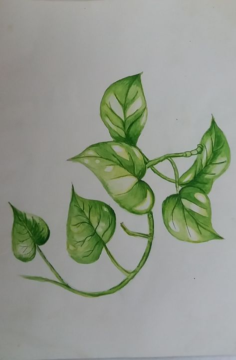 Climber Plant Drawing, Money Plant Illustration, House Plant Leaf Tattoo, Money Tree Plant Drawing, Pothos Drawing Simple, Colored Pencil Plant Drawing, Pathos Plant Drawing, Foliage Plants Drawing, Pathos Drawing