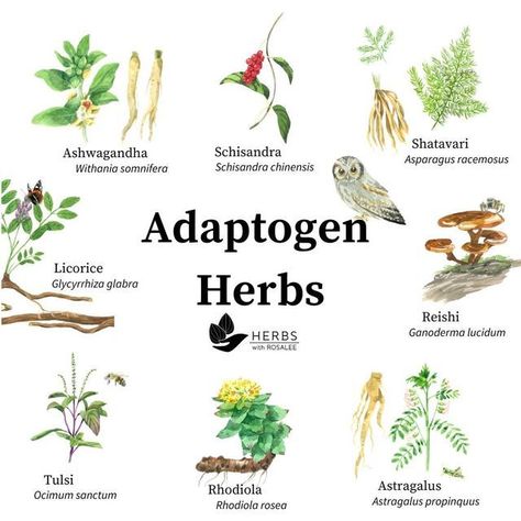 Herbs For Health Hypothalamus Healing, Herbal Energetics, Adaptogen Herbs, Antiviral Herbs, Medical Herbs, Rhodiola Rosea, Adaptogenic Herbs, Herbal Healing, Herbs For Health