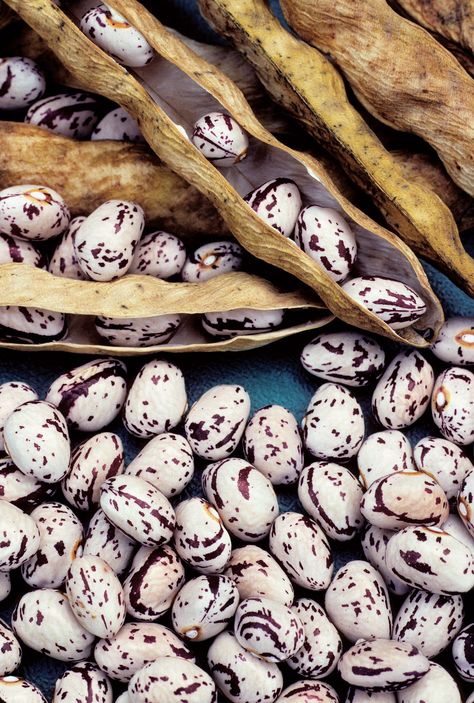 Saving Seeds: 7 Reasons Why and Dozens of Tips for How Storing Seeds, Save Seeds, Saving Seeds, Bean Seeds, Mother Earth News, Garden Veggies, Vegetable Seeds, Seed Saving, Organic Gardening Tips