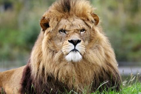 picture of lion as God the king for overeating help Leo Male, Lion Mural, Attitude Motivation, Wallpaper For Living Room, Lion Tamer, Leo Traits, Animal Lion, Male Lion, Masai Mara