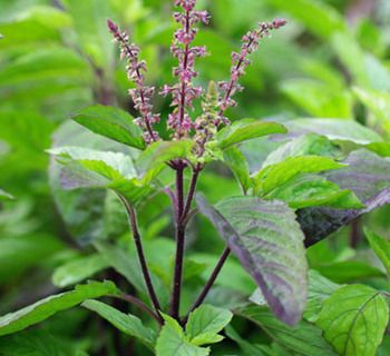 How a Tulsi plant in your home can predict your future! Tulasi Plant, Krishna Tulsi, Ocimum Tenuiflorum, Ayurvedic Plants, Tulsi Plant, Basil Seeds, Sacred Plant, Basil Plant, Holy Basil