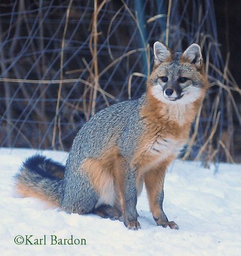 Fox Symbolism, Fox Character, History Photography, Fox Drawing, Animal Reference, Woodland Critters, Grey Fox, Pet Fox, Cat Boarding