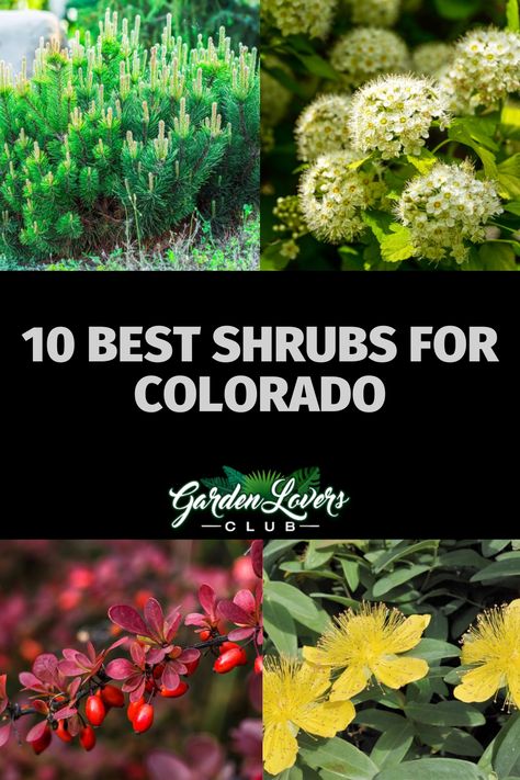 Colorado Flowers, Colorado Landscaping, Full Sun Landscaping, Colorado Gardening, Xeriscape Plants, Xeriscape Front Yard, Shrubs For Landscaping, Xeriscape Landscaping, Shade Shrubs