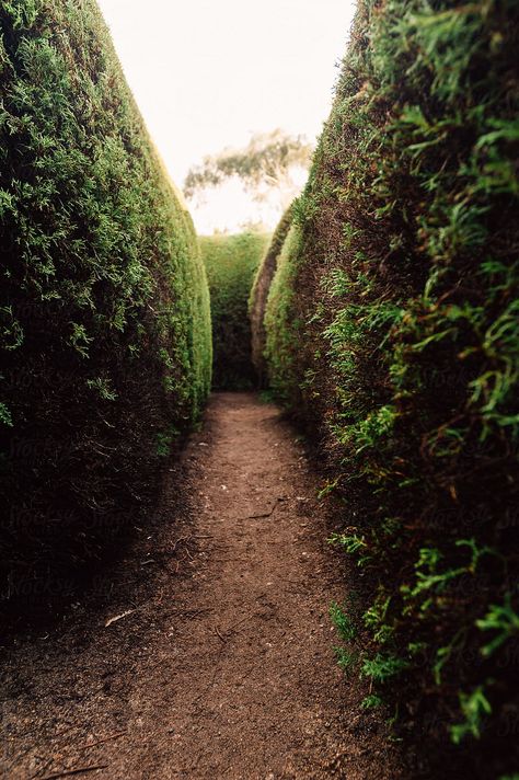 dark and gloomy pathway in a hedge maze by Gillian Vann for Stocksy United Hedge Maze Aesthetic Dark, A Marvellous Light Aesthetic, Hedge Maze Aesthetic, Gillian Aesthetic, Rose Of Sharon Hedge, Hedge Labyrinth, Hedge Apples Uses, Pittosporum Hedge, A Marvellous Light