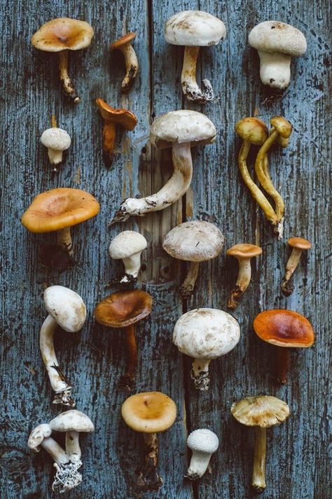 A CUP OF JO: Have a wonderful weekend. Different Types Of Mushrooms, Types Of Mushrooms, Cup Of Jo, Mushroom Fungi, Wonderful Weekend, Wild Mushrooms, Mushroom Art, Food Styling, Botany