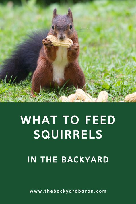 What to Feed Squirrels in the Backyard (Complete Guide) What To Feed Squirrels, Feeding Squirrels, Deer Corn, Squirrel Food, Backyard Animals, Habitat Garden, Game Hunting, Squirrel Feeder, Ground Squirrel