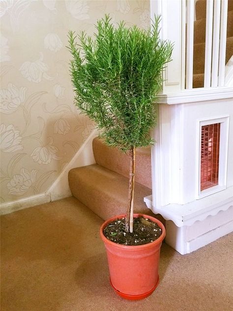 Rosemary Topiary Diy, How To Make A Rosemary Topiary, Tree Balcony, Rosemary Topiary, How To Grow Rosemary, Grow Rosemary, Rosemary Tree, Balcony Garden Diy, Topiary Diy