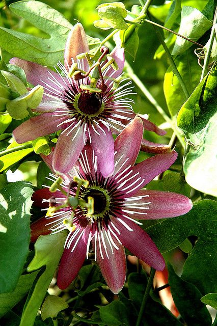 Passionflower 'Victoria' Passiflora Dark Purple Flowers, Passion Flowers, Strange Flowers, Unusual Flowers, Rare Flowers, Passion Flower, Flowering Vines, Fragrant Flowers, Unique Flowers