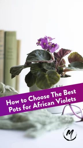 How to Choose The Best Pots for African Violets: 5 Best Pot Types African Violet Care, African Violet Pots, African Violets Plants, Violet Plant, Self Watering Pots, Orchid Pot, Root Growth, African Violet, Happy House